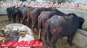 81K views · 7.2K reactions | Mix cattle Farming All Breeds|How to start Mix cattle Farming Business|Business talks official | Business talks official | Facebook