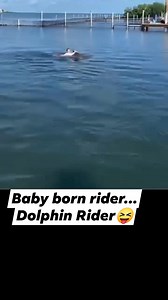 10K reactions · 1.1K shares | Baby born rider... Dolphin Rider | Shah Javed Khadarun | Facebook