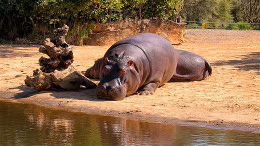 This rhino seemed very calm until it disappeared into the water