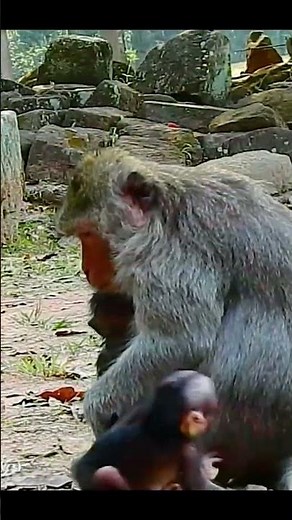 Life of Monkeys: Poor baby monkey lost its mother, luckily the mother monkey found it.
