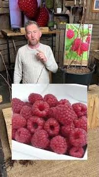 Fruit in the first year. Planting Raspberry Long Canes means you won't be waiting 2 years for fruit.