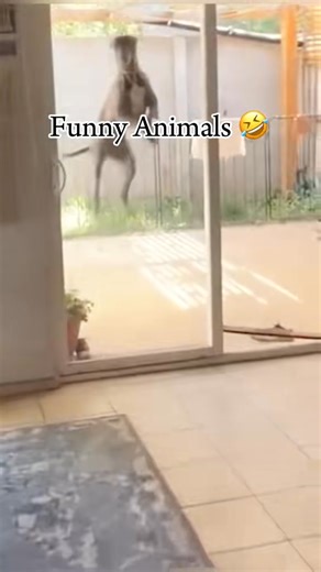 31K views · 933 reactions | Funny Animals 藍 #funny #memes #funnyvideos #meme | PUG AI | Facebook