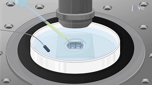 Video: Visualizing Astrocyte Morphology Using Fluorescent Dye Iontophoresis in a Fixed Mouse Brain Slice - Experiment