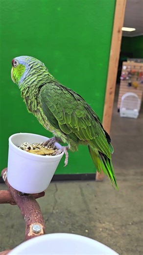 03 22 2026 charro lilac crowned amazon parrot video1