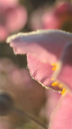 PI'S LULLABY #movie #nature #music