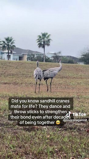 The Heartwarming Bond of Sandhill Cranes
