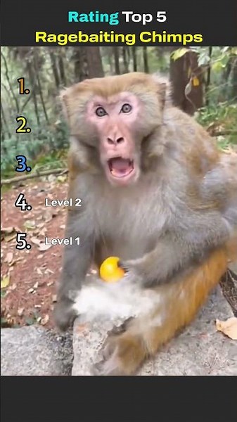 Rating Top 5 Ragebaiting Chimps #shorts