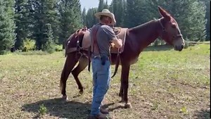 Paul Garrison along with Ruby and part of my family, we packed up and drove to Gunnison, Colorado with five mules, three riding Mules two pack mules we went to the mountains north west of Gunnison Colorado where we did a two day pack trip in the West Elk Wilderness, camped at Castle Rock. Ruby lead the pack string into camp did a wonderful job, had several opportunities for a major blow up but she held her cool like an old pro. Packed her for the first time on the trip out and rode one of the pa