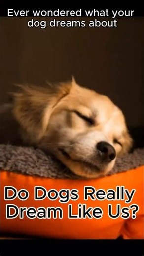 What Dogs Dream About #pets #petcareprovider #dogs