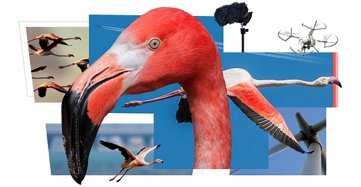 The Nature You See in Documentaries Is Beautiful and False