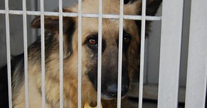 More than 30 German shepherds found abandoned in Highland