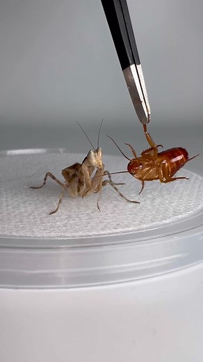 Yunnan Flower Mantis: Stunning Macro Footage