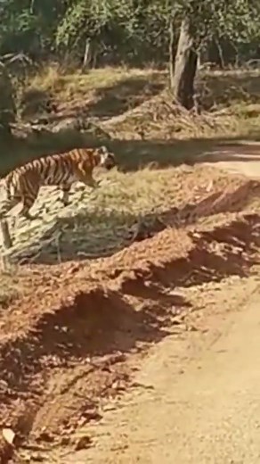 Wildlife tiger moving
