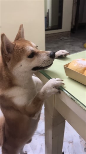 Dạo này láo lắm, suốt ngày chửi chủ 👀 #vitaminchopperinu #shibavietnam #shiba #dog #perontheway