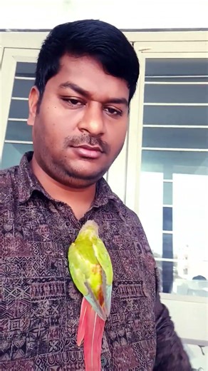 Pineapple red bird #lovebirds #viralvideo #birds #talkingparot #indomediabirdsfarm #petlover #shorts