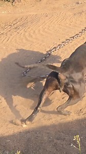 304K views · 7.6K reactions | LUCKY DOG'S LA CHAPPARA https://www.apbt.online-pedigrees.com/modules.php?name=Public&file=printPedigree&dog_id=918207 | LUCKY LOPEZ | Facebook