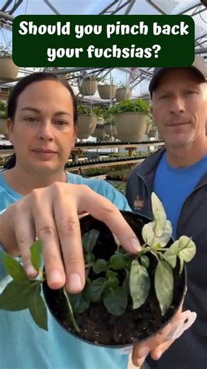 Sharkey’s Greenhouses on Instagram: "🌸✂️ Pinching Back Fuchsia Plants = More Blooms! ✂️🌸 Want your fuchsia to be full, bushy, and covered in flowers instead of long and leggy? In this reel, we’re showing you where to pinch back fuchsia plants to encourage more branching and nonstop blooms. ✔️ When to pinch ✔️ Where to pinch for best shape ✔️ How this simple step leads to MORE flowers It’s an easy plant care tip that makes a big difference! 🌿 Save this for later and let us know if you’re growi