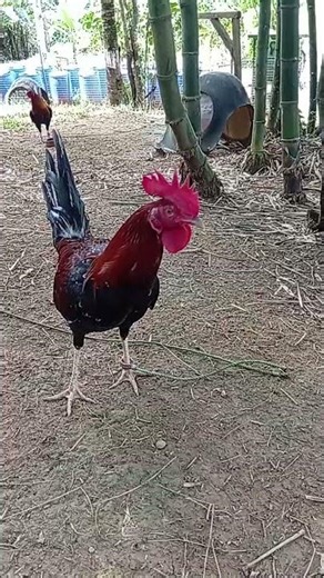 sweater hatch kelso 6 months old winning line #games #rooster #gamefowl #shorts #trending #viral