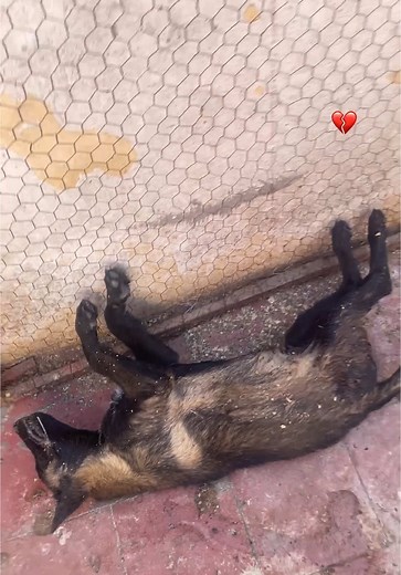 Vidéos de morcha (@morcha2014) avec son original - morcha