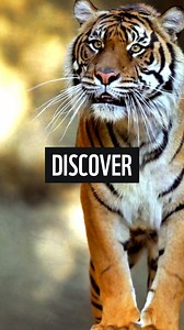 Discover the perfect gifts at WWF’s online shop. We work with the most sustainable suppliers to bring together a beautiful collection of homewares, kids toys, books and much more! Every purchase helps protect nature and support our planet. | WWF UK | Facebook