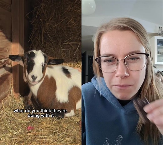  No lie, my toddler would try to eat goat poop because it looked like chocolate chips on the ground.  #animalpoop #funny #farmlife #reaction | Lil Troyer Farm | Facebook