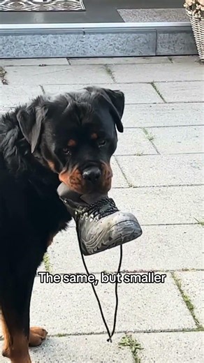 Still a puppy #rottweiler #pets #dogs #viral