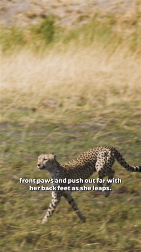 51K views · 1K reactions | Cheetahs have lots of features that help them sprint faster than anything else alive. Their bodies are tuned for high speed chases, from their flexible spines to their running spike claws. #BigCatsPBS | PBS | Facebook