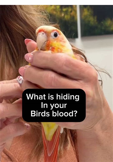 Birds are experts at hiding illness. By the time they look sick, disease is often already advanced. In this video, we discuss why lab testing is so important in birds and what bloodwork can reveal long before outward signs appear — including: • Organ function • Infection and inflammation • Nutritional imbalances • Chronic vs acute disease • Subtle problems you can’t see on exam alone The blood draw itself is just one moment — the real value is in what the results tell us about what’s happening i