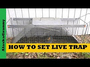 How To Set Live Trap Use Havahart Trap Squirrels