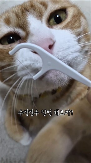비비도 수염연주를? #비비 #cat #뚱냥이 #catvideos