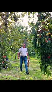 1.7M views · 41K reactions | Village Gastronomy with Apples in the Paradise Garden #cook #cooking #food #recipes #cuisin | Ariana Shelton | Facebook