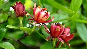 Calycanthus Floridus, Copac Cu Anemone 🌿 Totul Despre Grădinărit Și Design De Gradina - 2025