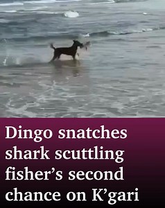 607K views · 397 reactions | A dingo has turned the tables on a shark in extraordinary footage captured off K’gari’s coastline. 麗 WATCH THE FULL VIDEO: https://bit.ly/49Jrgxb Video: @Ethanclarkeee | Sunshine Coast Daily | Facebook