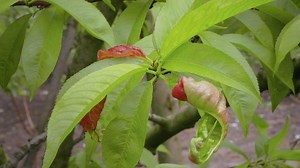 Tree peach leaf diseases, agricultural concept