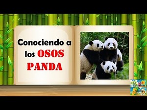 Conociendo a los osos panda