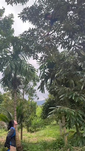 มันคือความสุขเล็กๆ👩🏻‍🌾🌳#ทุเรียนตลิ่งชัน🥰🥰ท่าศาลา😆นครศรีธรรมราช