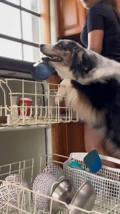 146K views · 2K reactions | Good Dog, He makes the dishes dirty again.藍 #SmartDog #OffLeashK9Training #fypシ゚viralシfypシ゚viralシalシ #fbreelsfypシ゚viralシ #fypシ | Lehigh Valley Dog Trainers: Off Leash K9 Training | Facebook