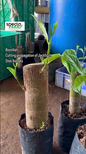 Stek Nangka Sebatang Besar Jackfruit Proopagation