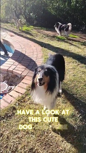 Swimming Pool Transformed Into a Fish Pond
