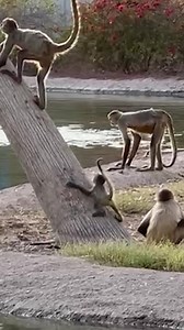 That's one way to reach the top of the tree 🐒 | Reader's Digest