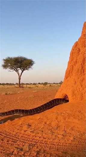 Leopard Pulls Massive Python From Burrow