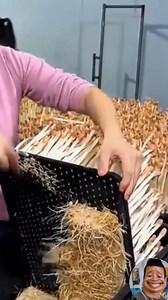 Insane Chinese bean sprouts. 😲 #karen #fblifestyle #chinesefarming | Cha Nuee Mulu