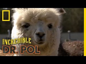 Fixing Up Alpacas | The Incredible Dr. Pol