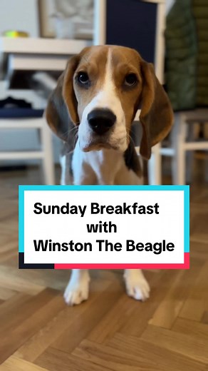 Sunday breakfast with Winston The Beagle Join me in a Sunday morning routine with Winston, my adorable 6-month-old beagle. Watch as he patiently waits while I prepare his breakfast, every moment filled with anticipation and love. Together, we share a bond that goes beyond just a mealtime routine. It's a daily ritual of companionship, care and love. #fy #fypシ゚viral #dog #love #puppy #breakfast #sunday #dogsoftiktok #beagle #winstonthebeagle #wait #eat