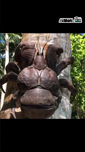 Coconut spider #animalworld