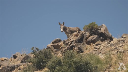 🐎 The freedom of America's wild horses and burros remains under constant threat. But in 2024, with your support, we achieved meaningful victories: watch to see how far we’ve come and why we’re ready to take on what’s next. Freedom isn’t guaranteed; it’s defended. Join us in building a powerful coalition to defend freedom for America’s wild herds. #victories #change #freedom #yearinreview #2025 #keepwildhorseswild | American Wild Horse Conservation