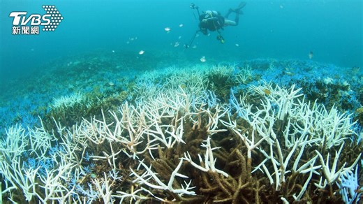 氣候變遷讓珊瑚礁陷白化危機！科學家利用聲音和人工魚礁進行復育│TVBS新聞網