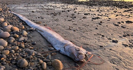 A mythical harbinger of doom washes up on a California beach