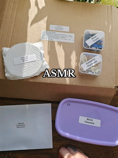 tidying away some butterfly and moth materials. 🤭 I'll do a longer video next time when packing up resources! definitely lots more ASMR potential I was just in a rush lol. 🦋 #asmrsounds #entomology #bugtok #naturevibes #naturalhistory