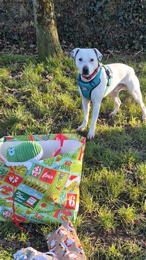 🤍 Happy Boxing Day 🤍 We hope everyone has had the best few days with their loved ones 🎁🍫🎄 As promised, here’s a video of our animals enjoying their Tree of Wishes presents! 🥰 Once again, thank you to everyone who donated. We really do have the best supporters 😍 #animalrescue #catsofinstagram #rescuedog #animalcharity #christmas | RSPCA The Stubbington Ark